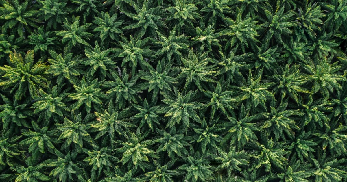 Kentucky Officials Push to Expand Medical Marijuana Program Eligibility