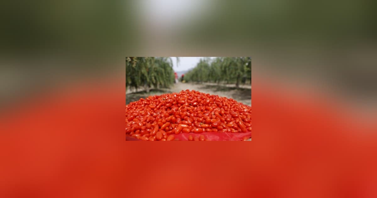 Ningxia Goji Berries: From Regional Specialty to Global Superfood Industry