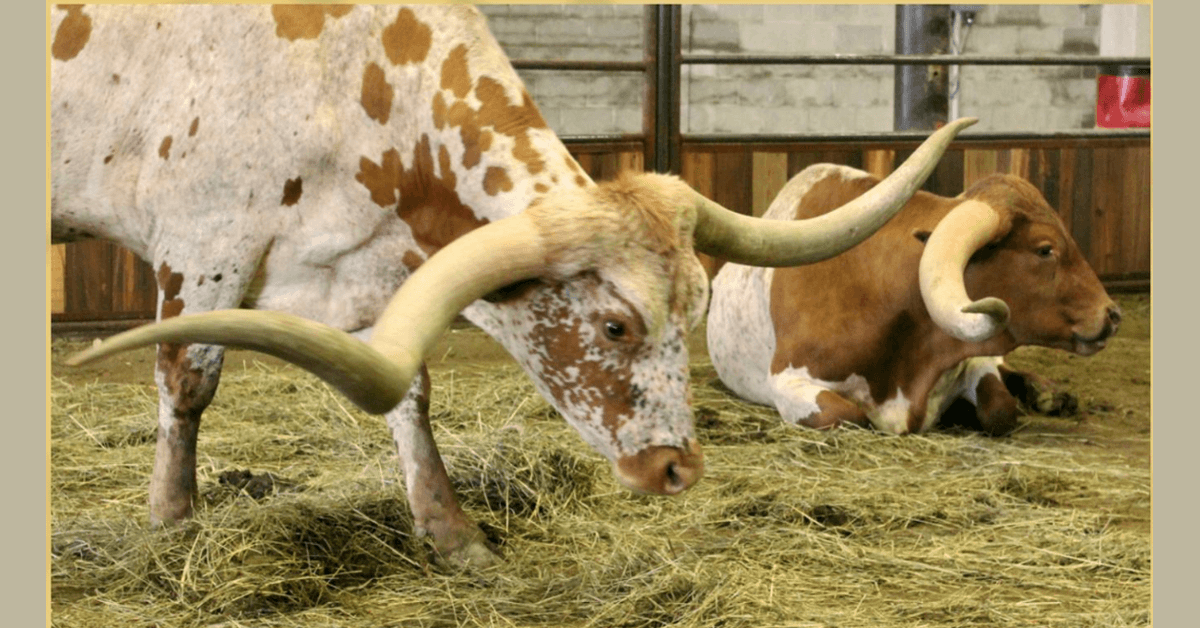 Glen Rose Declares ITLA Texas Longhorn Week, Hosts Championship Show