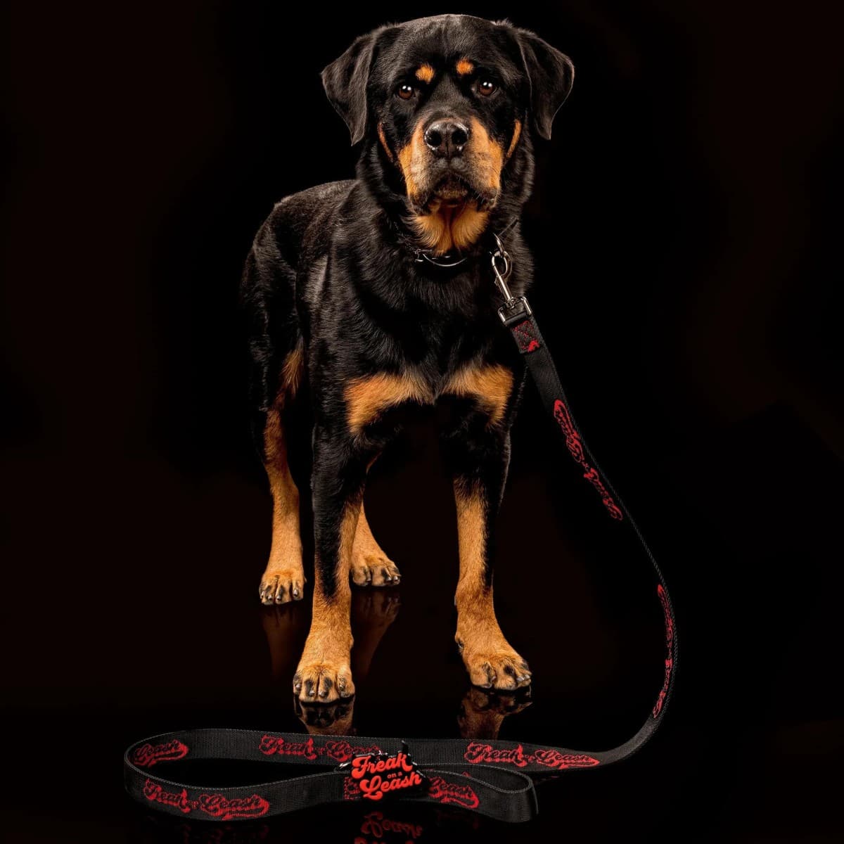 Freak On a Leash Elevates Spiked Dog Collars to Everyday Durability with Full-Grain Leather and Reinforced Hardware