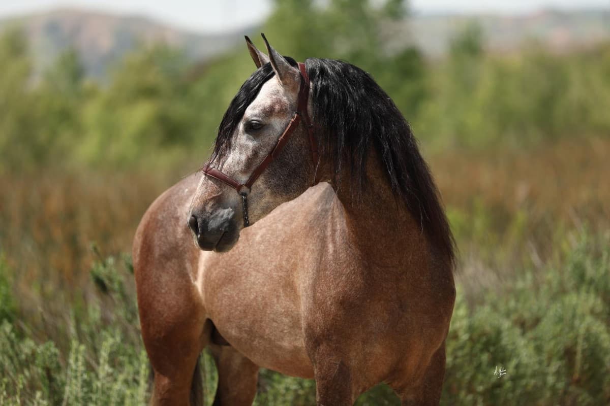 White Stallion Hay & Ranch CEO to Compete in Spanish Horse Fair with PRE Andalusian