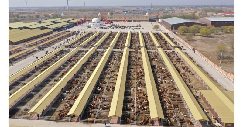 Hinggan League's Agricultural, Cultural and Tourism Consumption Carnival Opens in Beijing, Showcasing Green Development and Industrial Upgrades